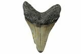 Bargain, Fossil Megalodon Tooth - North Carolina #347043-1